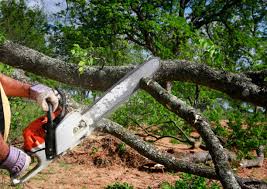 Best Tree Trimming and Pruning  in Mcswain, CA